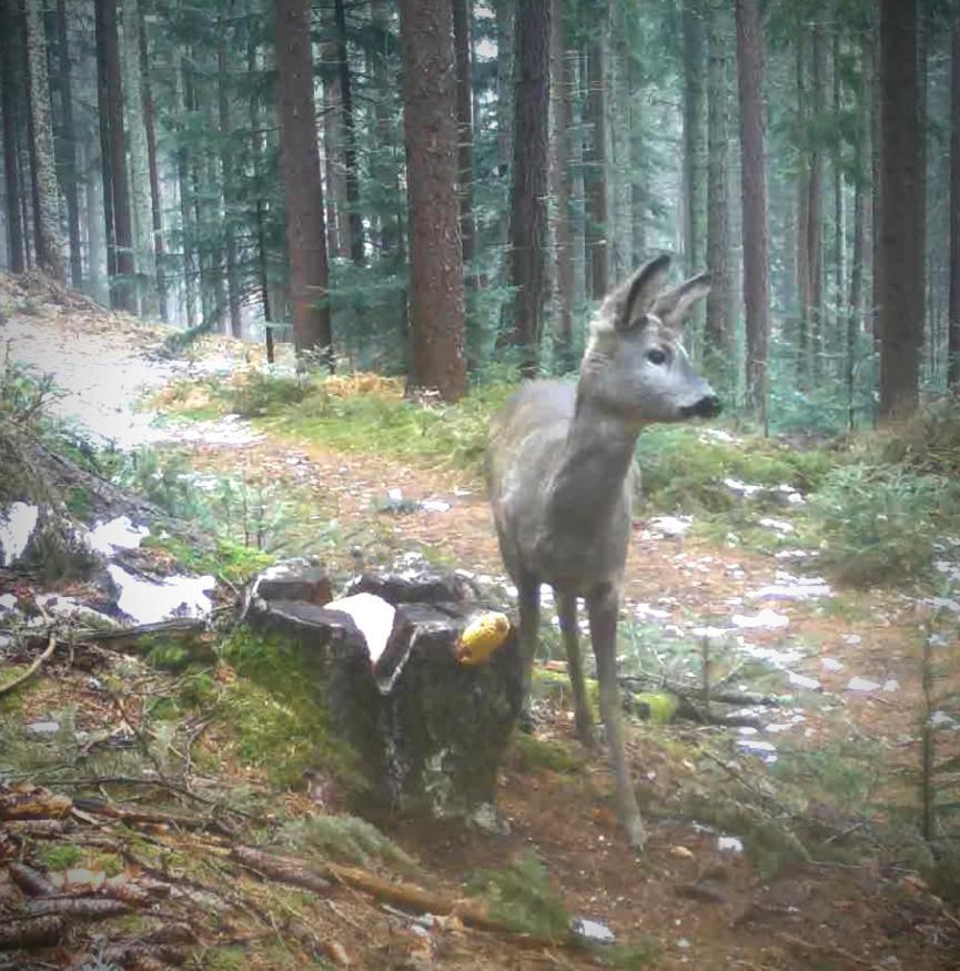 Ferienwohnung Kochs Beeren Oberfresen Zewnętrze zdjęcie