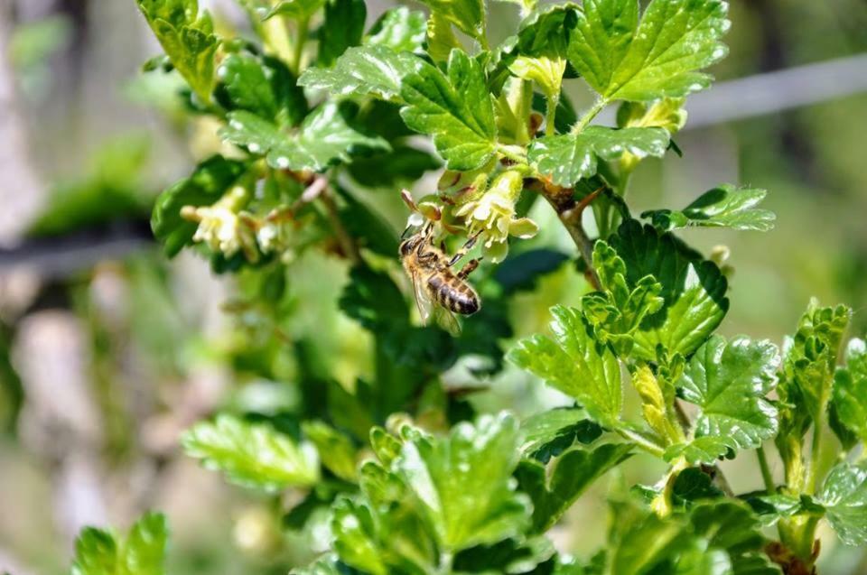 Ferienwohnung Kochs Beeren Oberfresen Zewnętrze zdjęcie